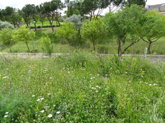 Lycium barbarum