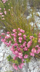 Erica tegulifolia
