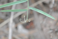 Lathyrus pauciflorus