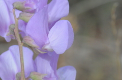 Lathyrus pauciflorus