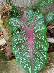 Caladium bicolor