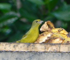 Violaceous Euphonia photo 4