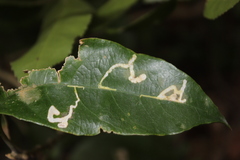 Liriomyza flavolateralis