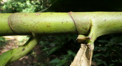 Costus weberbaueri