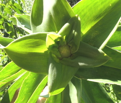 Costus weberbaueri