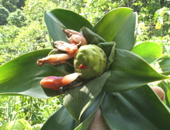 Costus weberbaueri