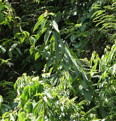 Costus weberbaueri