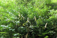 Costus weberbaueri