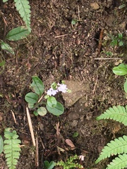 Trigonotis formosana