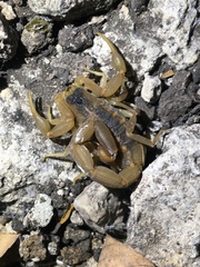 Centruroides vittatus