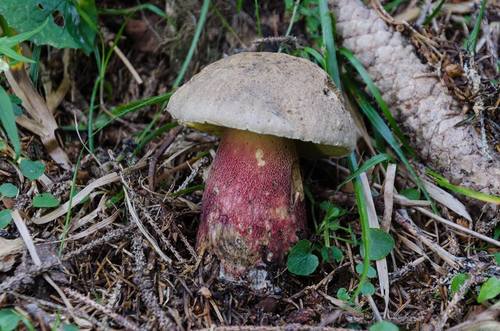 Caloboletus calopus image