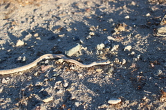 Salvadora hexalepis hexalepis