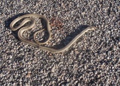 Salvadora hexalepis hexalepis