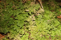 Trichocolea hatcheri