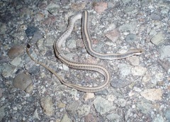 Salvadora hexalepis hexalepis