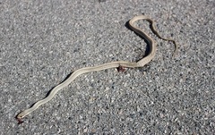 Salvadora hexalepis hexalepis