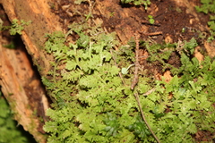 Trichocolea hatcheri