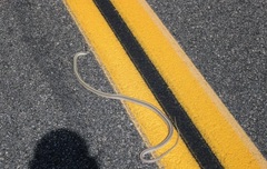 Salvadora hexalepis hexalepis