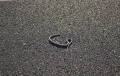 Salvadora hexalepis hexalepis