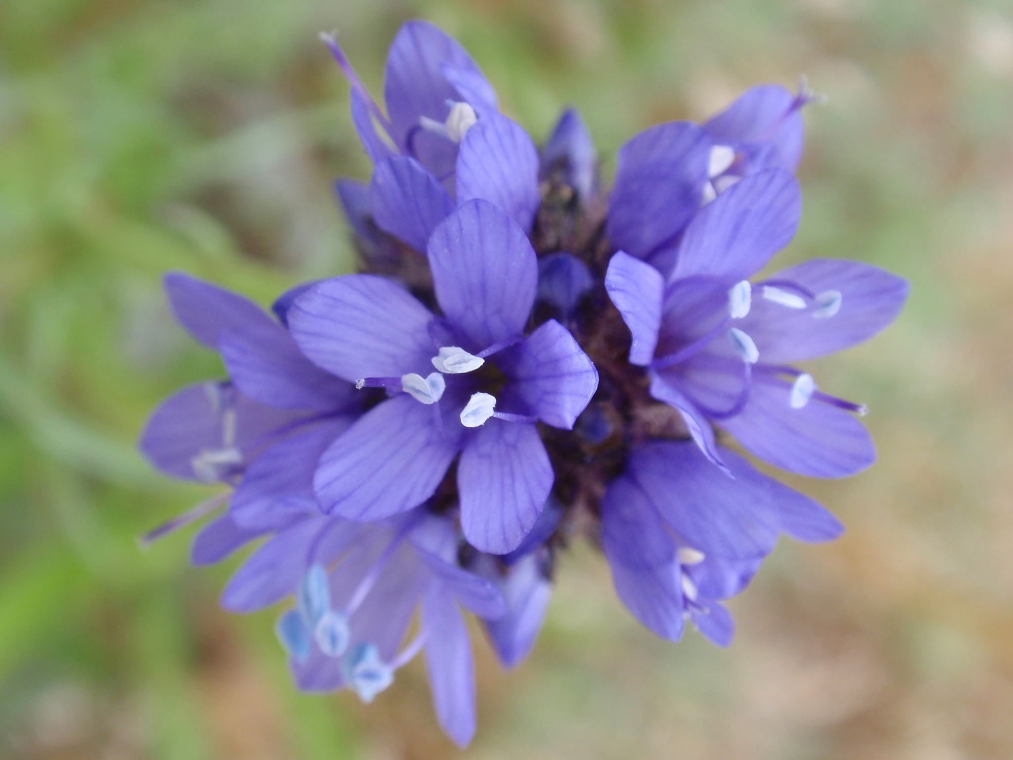Gilia capitata ssp. chamissonis
