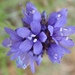 Blue Coast Gilia - Photo (c) Tom Hilton, some rights reserved (CC BY)