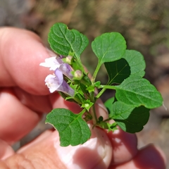 Clinopodium ganderi