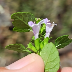 Clinopodium ganderi