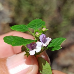 Clinopodium ganderi