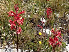 Tritoniopsis pulchra