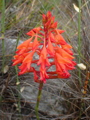 Disa ferruginea