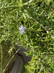 Westringia fruticosa