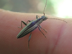Navomorpha sulcata