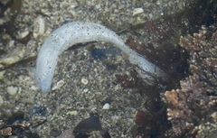 Eupentacta quinquesemita