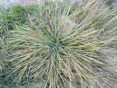 Aciphylla squarrosa squarrosa