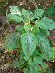 Amaranthus tricolor