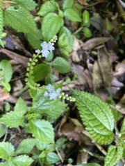 Trigonotis formosana