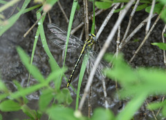 Phanogomphus militaris