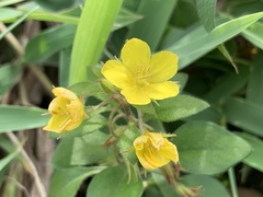 Lysimachia remota