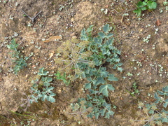 Lomatium repostum