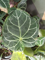 Anthurium crystallinum
