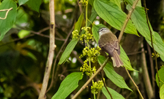 Phyllomyias griseiceps