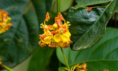 Stigmaphyllon echitoides