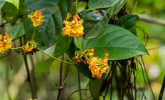 Stigmaphyllon echitoides