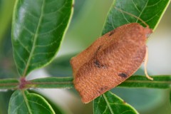 Choristoneura obsoletana