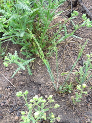 Poa howellii