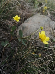 Ranunculus polyrhizos