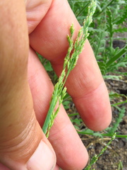 Poa howellii