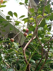 Syzygium polycephalum