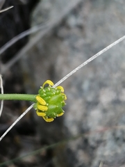 Ranunculus polyrhizos