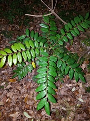 Simarouba